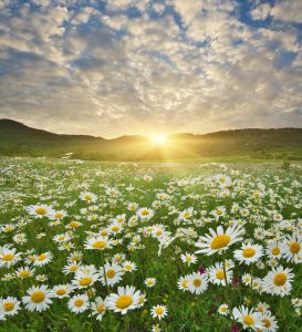 Spring camomile meadow in mountain on the sunset.